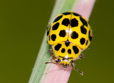 Psyllobora 22-punctata - Ladybirds species | CHIAMAIAS JISHEBI | ჭიამაიას ჯიშები